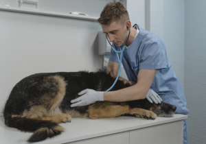 Principais tratamentos animal e sua importância