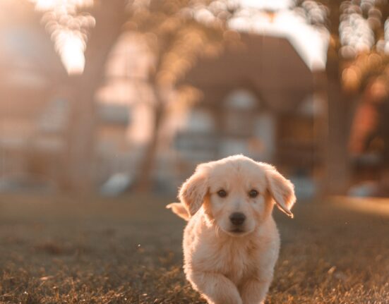 Como identificar o cachorro com dor no estomago?