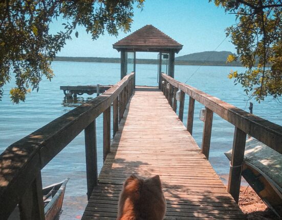 Quais cuidados devemos ter com os cães?