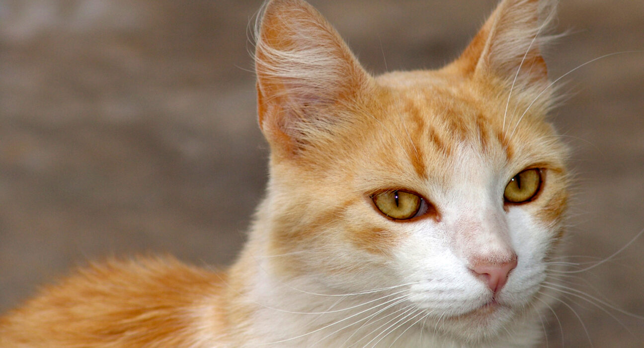 Porque gato castrado não pode comer ração comum?