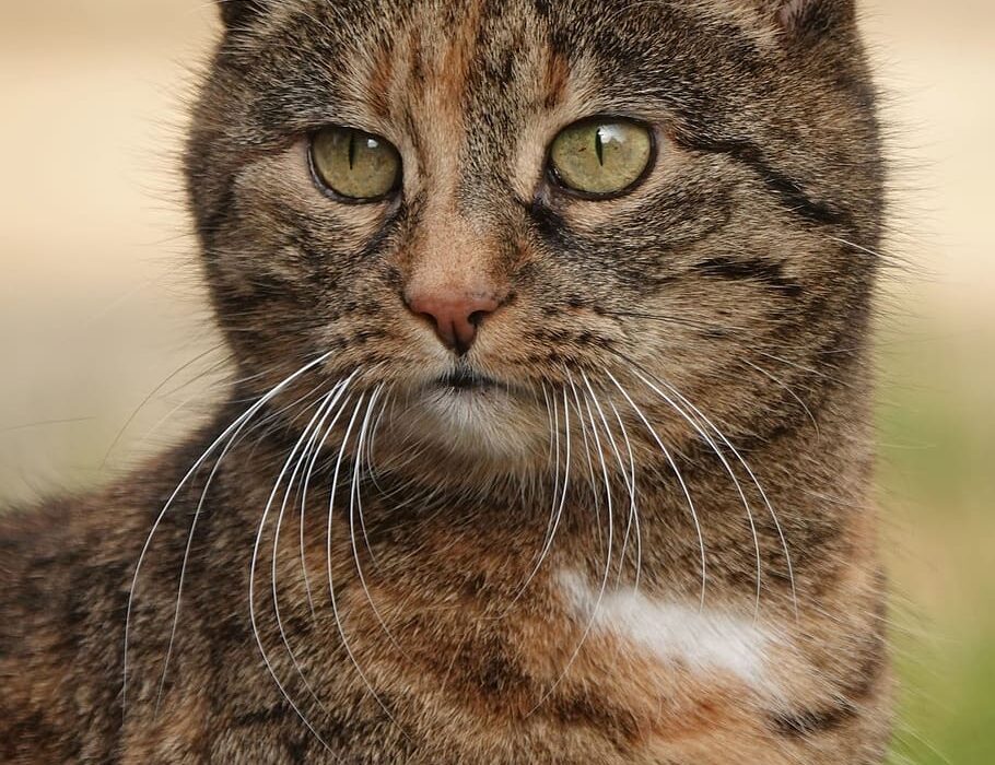 Porque gato castrado não pode comer ração normal?