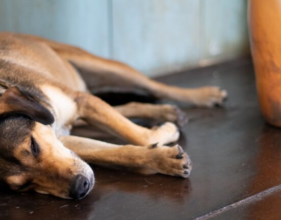 O que fazer para tirar o mau cheiro do cachorro?