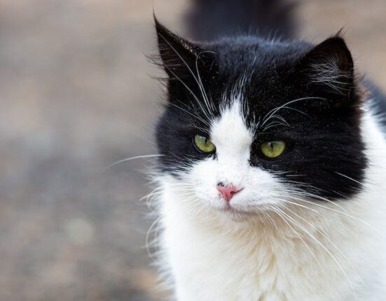 Porque não pode dar Whiskas para gato?