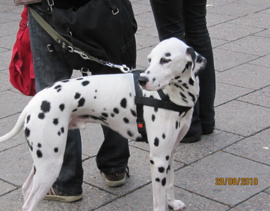 O que dar ao cachorro no café da manhã?