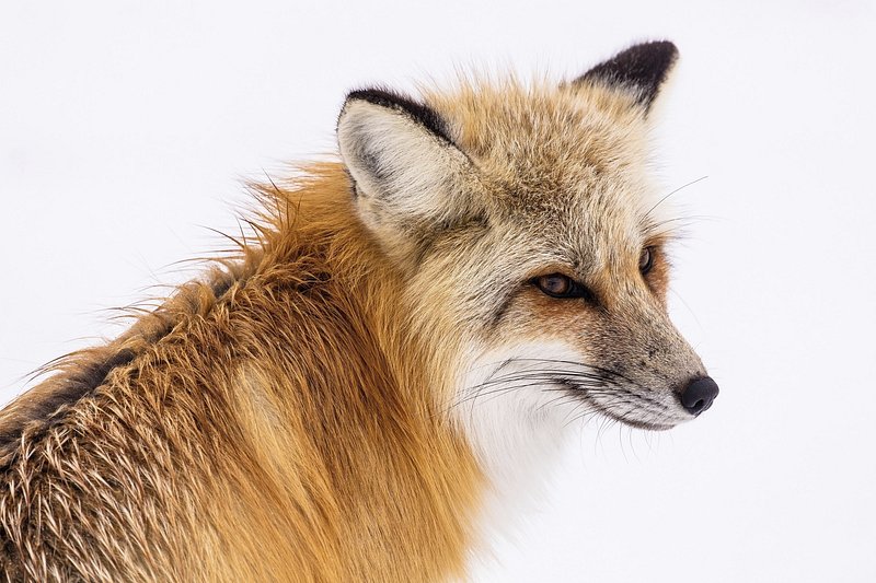 fox paulistinha