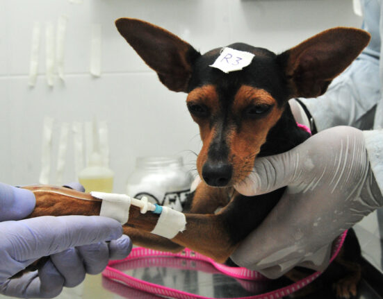 Os benefícios da castração e da vacinação para a saúde dos animais
